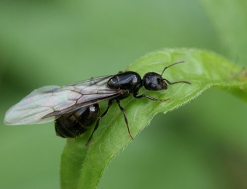 Han aparecido hormigas con alas ¿Qué son?