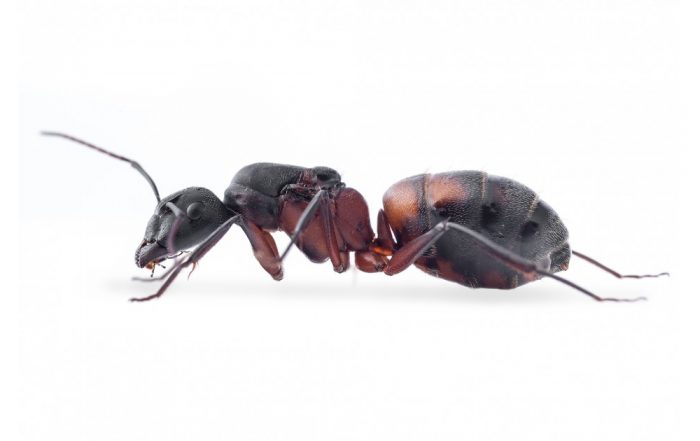 Reina de Camponotus cruentatus
