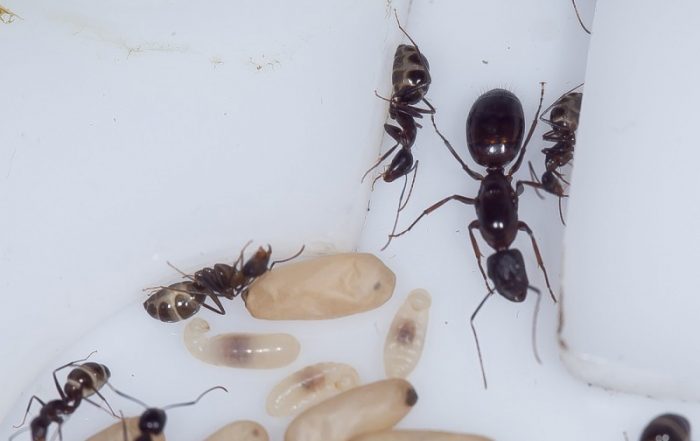 Foto Camponotus Sylvaticus